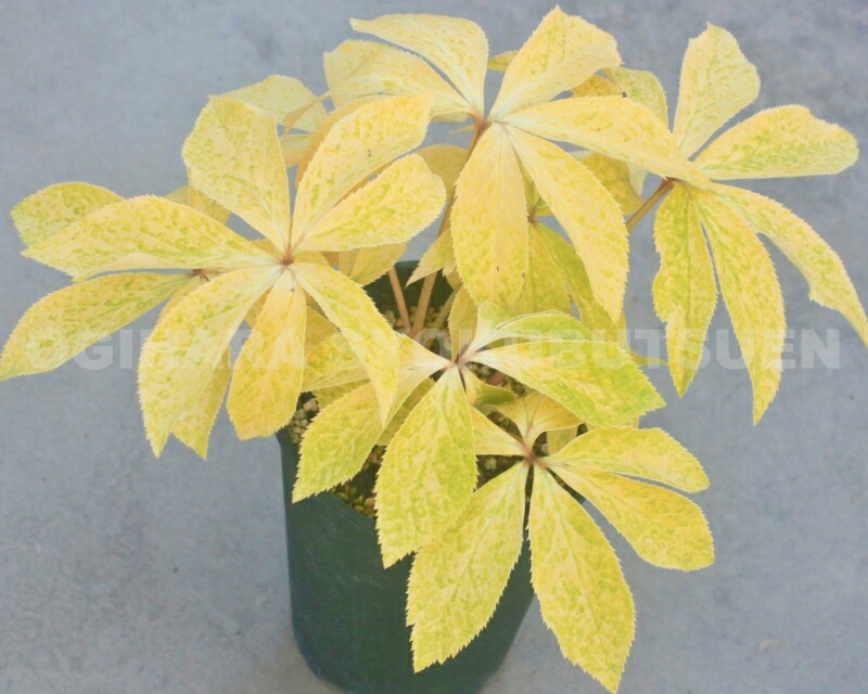 楽天市場】クリスマスローズ ゴールド ブロッチ シングル 大苗 : お