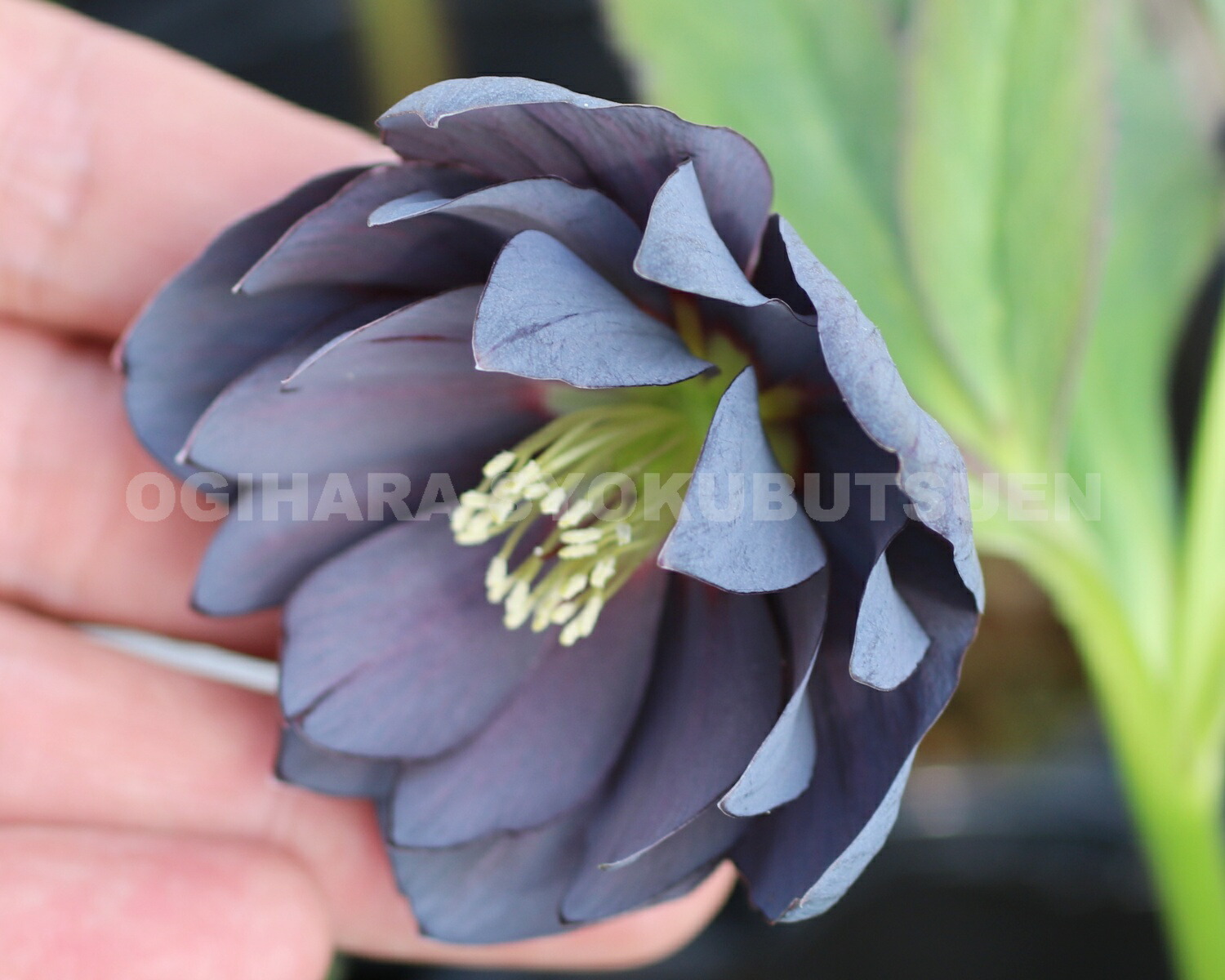 楽天市場】クリスマスローズ スモーキー ブルー ダブル 大苗 : お