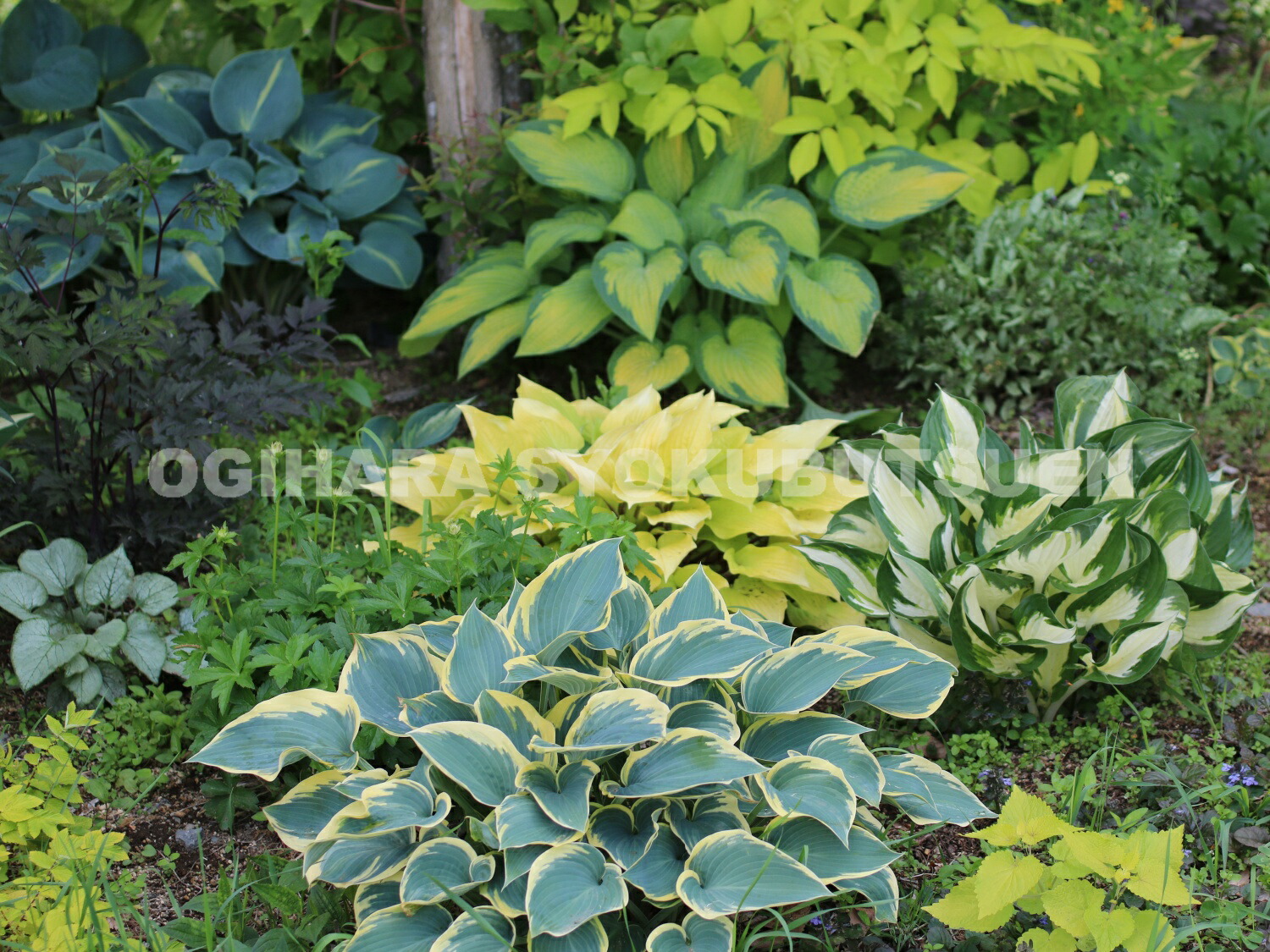 ギボウシ図鑑 ギボウシ（ホスタ） 新・花と緑の詳しい図鑑