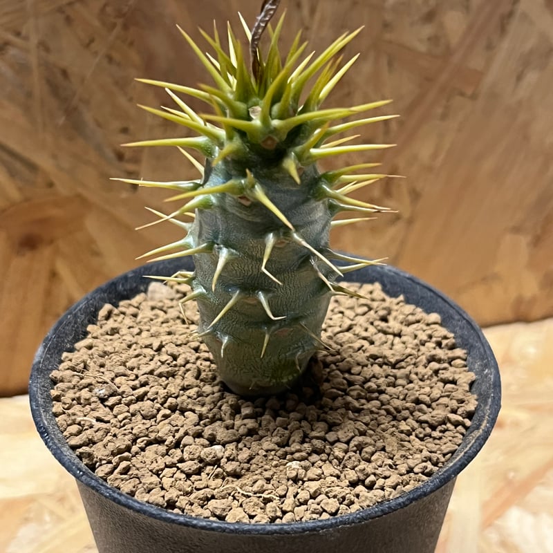 パキポディウム アンボンゲンセ | GREEN LUCK