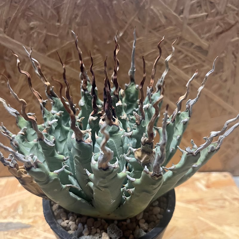 アガベ ユタエンシス エボリスピナ 陽炎 未発根 | GREEN LUCK