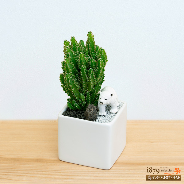 サボテン寄せ植え（シロクマ） - 産直 サボテン・多肉植物｜｜花や花束