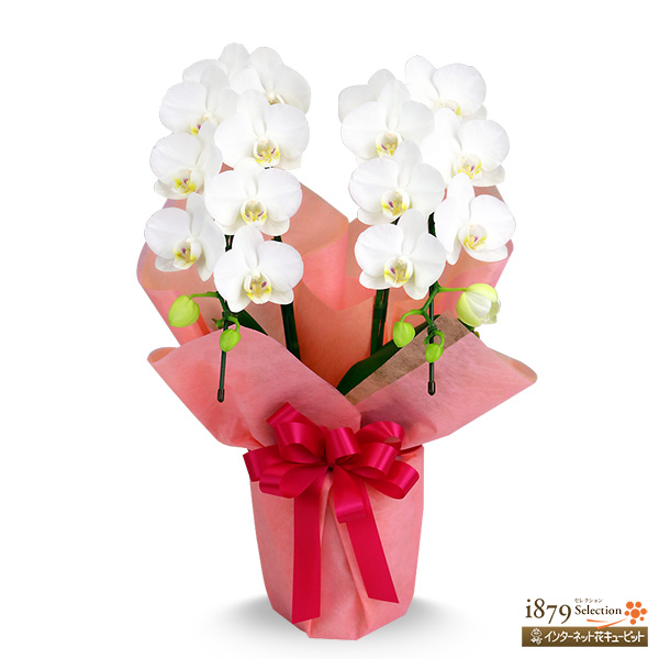 ミディ胡蝶蘭 白 2本立ち（ピンクラッピング） - モテギ洋蘭園胡蝶蘭
