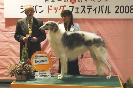 2月28日のボルゾイ単独展にて←カリンコさん。 | ボルゾイ子犬