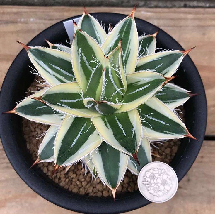 ☆育成株☆王妃笹の雪A型 白覆輪 ピンキー ① み*