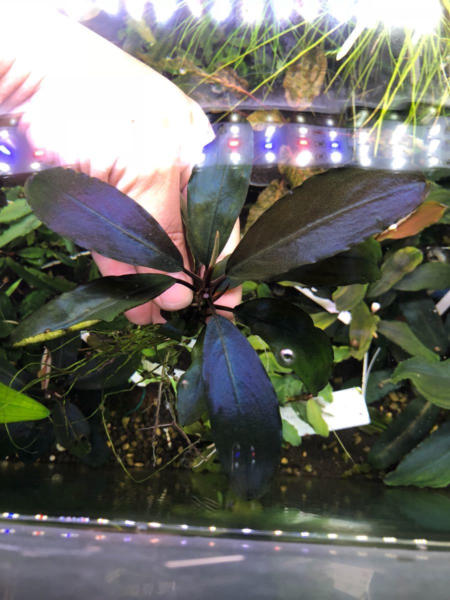 タ*ン様 ブセファランドラ sp.モトレイアーナ スーパーブルー ① タ*ン