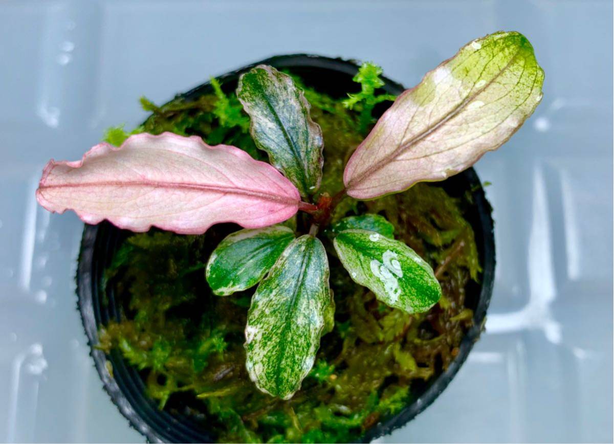 k*m様 ブセファランドラ sp ピンクバリエガータ[水上育成] k*m様