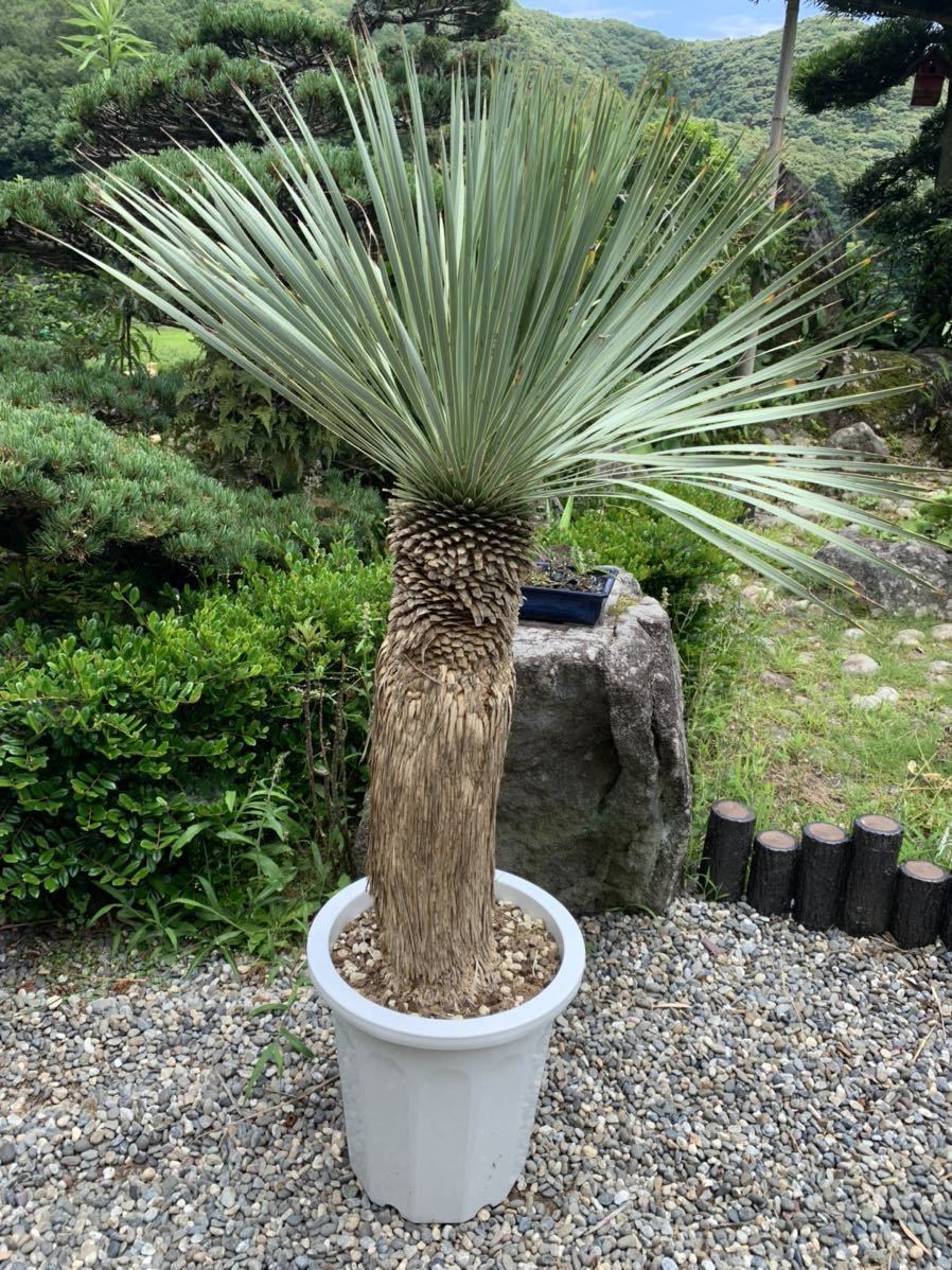 ユッカ ロストラータ【24-640】美形 シルバーブルー ユッカ