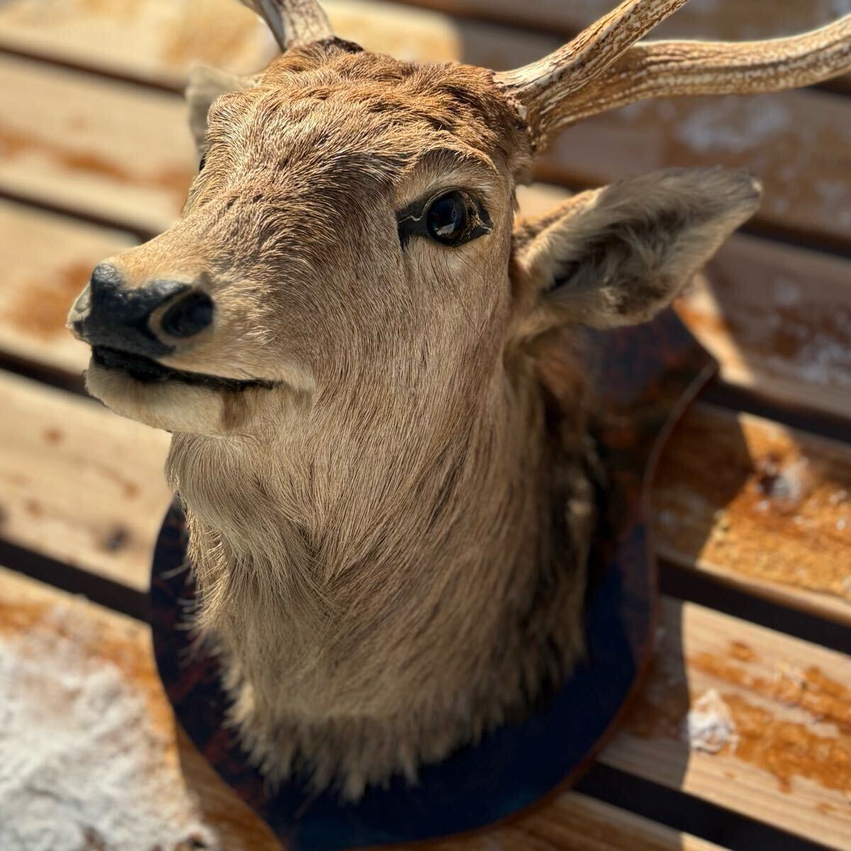 蝦夷鹿 2本 エゾシカ 鹿角 まとめ売り 蝦夷鹿のち角 まとめ売り 10本