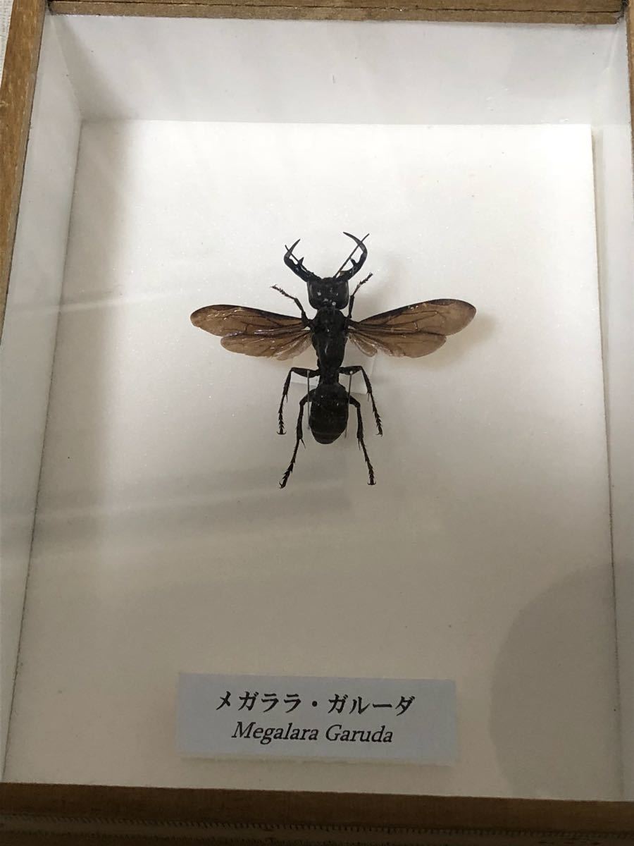メガララ・ガルーダ megalara garuda 蜂 ハチ 標本 激レア？の落札情報