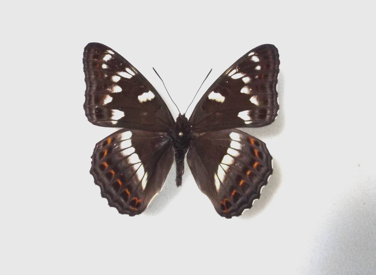 立体標本】国産蝶 オオイチモンジ ライブ標本 立体標本】国産蝶