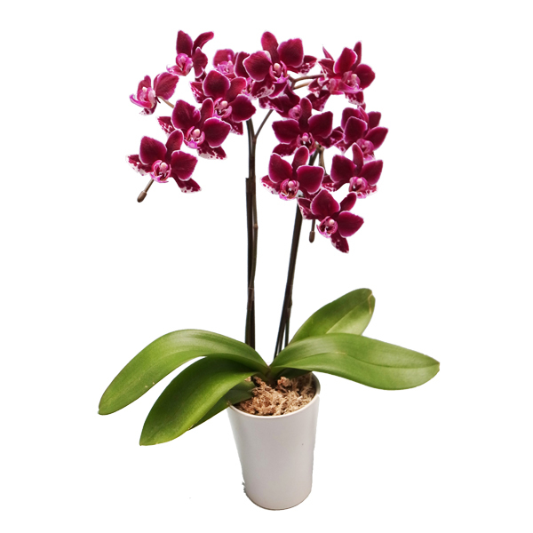 ミディ胡蝶蘭 チャチャ2本立 - 【あすに届けるお花屋さん～輝華