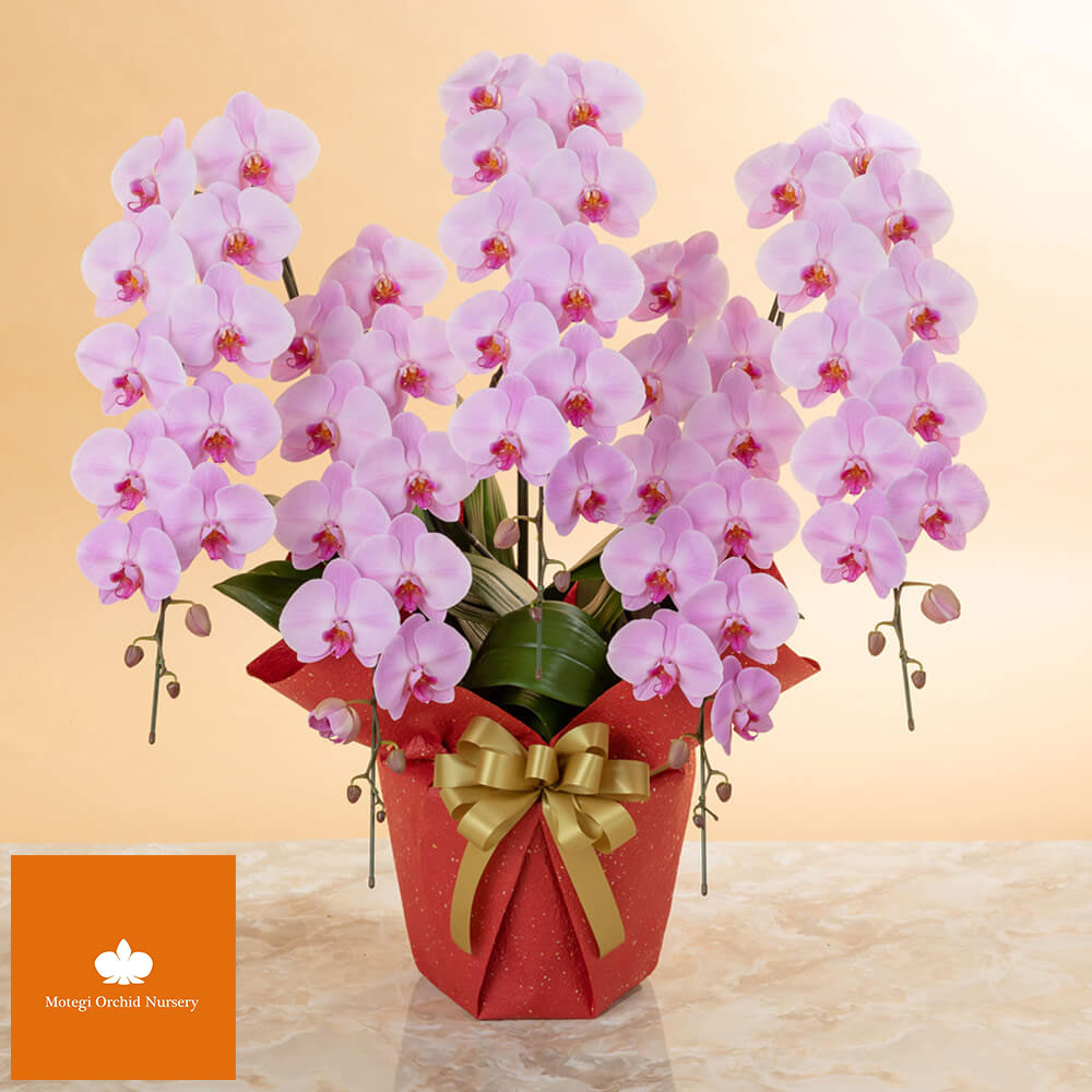 大輪胡蝶蘭「5本立ち（ピンク）～プレミアムクラス～」｜法人向け