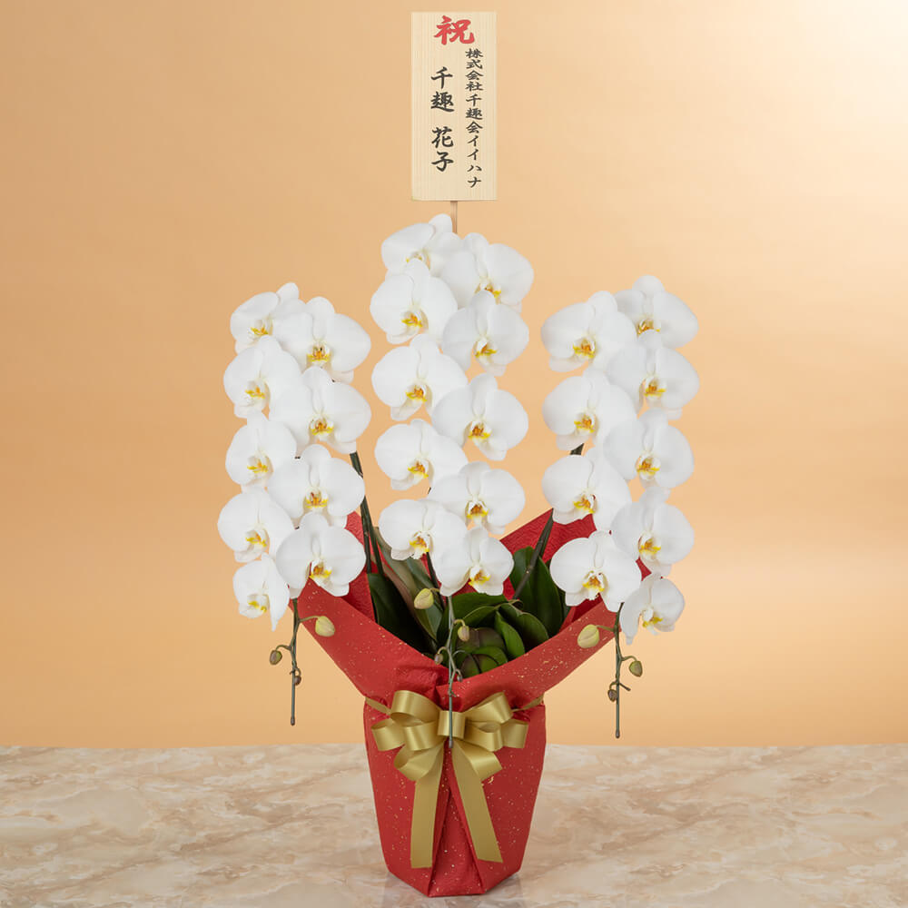 大輪胡蝶蘭「3本立ち（白）～プレミアムクラス～」｜法人向けビジネス