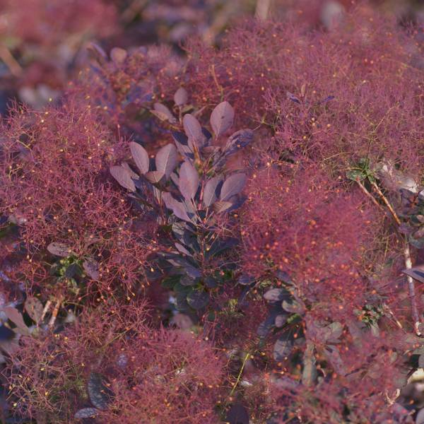 園芸ネット本店｜スモークツリー：ルブリフォリア4.5～5号ポット の