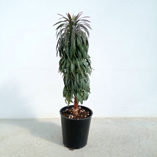 園芸ネット本店｜ユッカ デスメティアーナ 7号鉢植え の通販【公式】