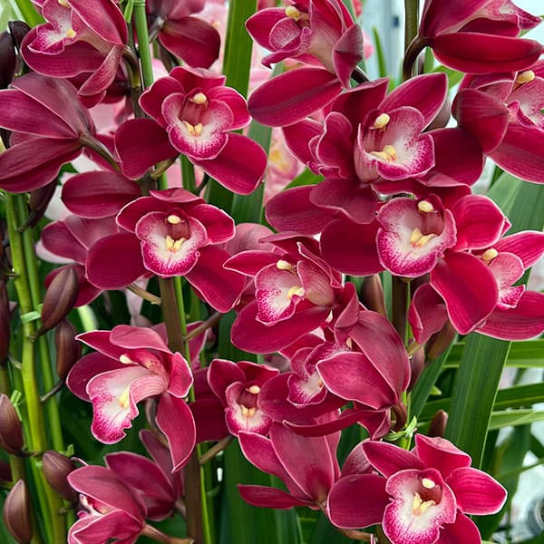 園芸ネット本店｜シンビジューム：ワインシャワー 5本立ち 6号鉢植え