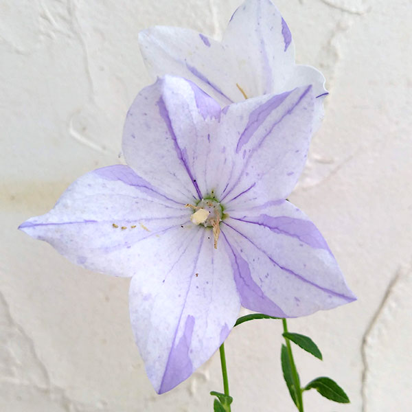 桔梗紫 12番 約25両 岩絵具 日本画用 【公式通販】