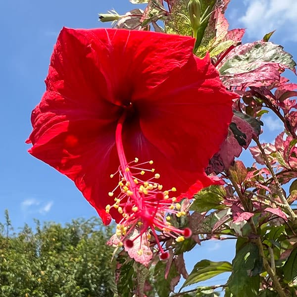 園芸ネット本店｜[26年6月中下旬予約]ハイビスカス：あかね 7号鉢植え