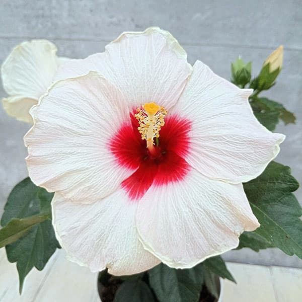 園芸ネット本店｜ハイビスカス（ニューロングライフ）：アドニス