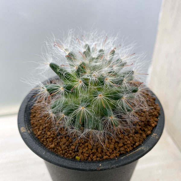 園芸ネット本店｜サボテン：多毛高砂 2.5号 の通販【公式】