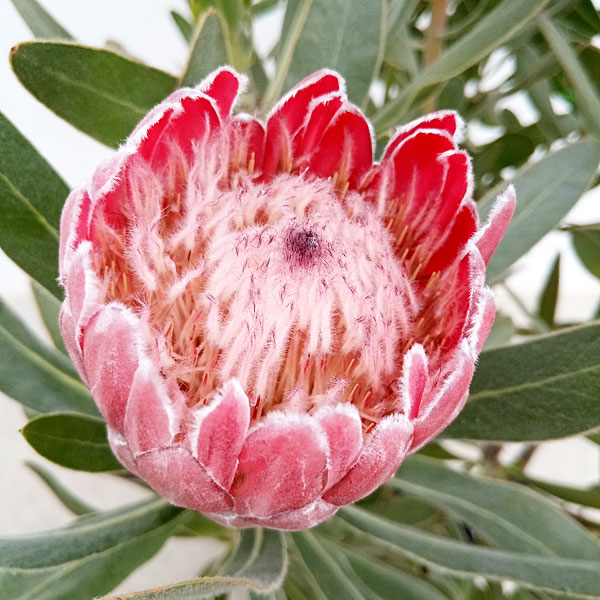 園芸ネット本店｜プロテア：スペシャルピンクアイス 7号鉢植え の通販