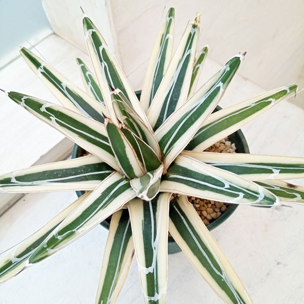 園芸ネット本店｜[ザ・ファームセレクト][送料無料]アガベ：氷山