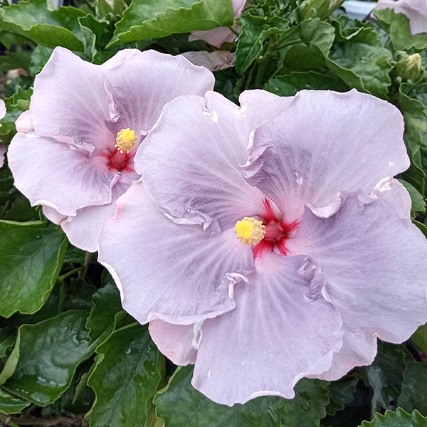 園芸ネット本店｜[26年6月中下旬予約]ハイビスカス：ソフトスポット 5