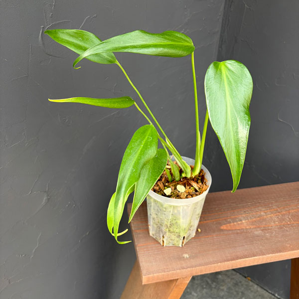 園芸ネット本店｜モンステラ：バールマルクスフレーム 4号ねこチップ