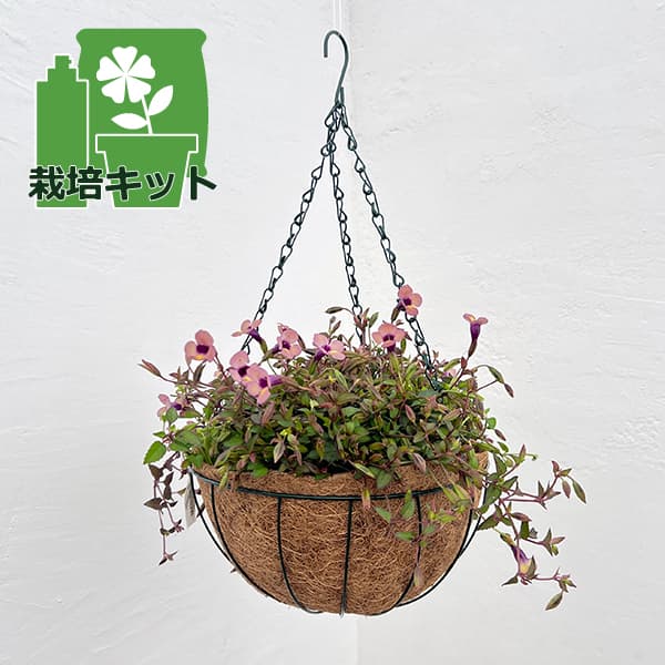 園芸ネット本店｜栽培セット：スーパートレニア：カタリーナ ラム