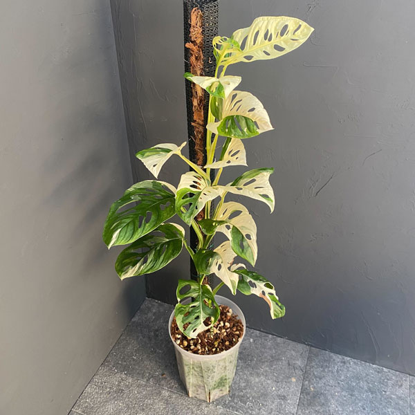 園芸ネット本店｜マドカズラ：斑入り 8号ネガミエルねこチップ植え の