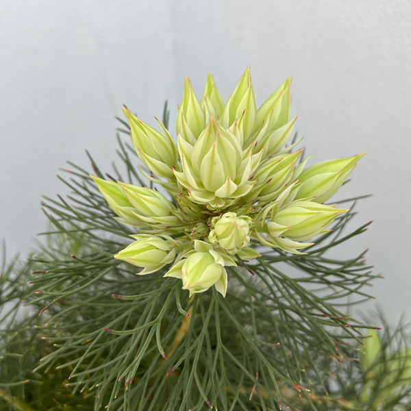 園芸ネット本店｜セルリア（ジョーイセルリア）：ブラッシングブライド