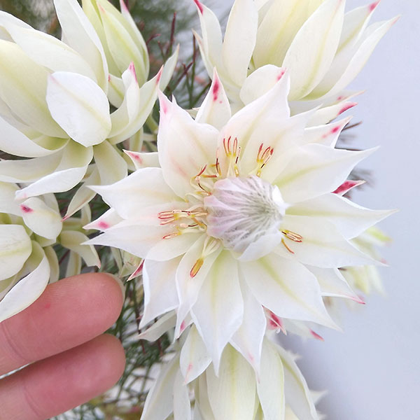 園芸ネット本店｜セルリア（ジョーイセルリア）：ブラッシングブライド