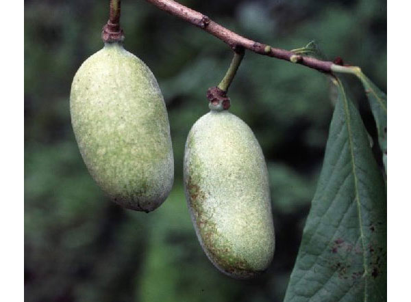 園芸ネット本店｜ポポー（実生苗）3.5号ポット の通販【公式】