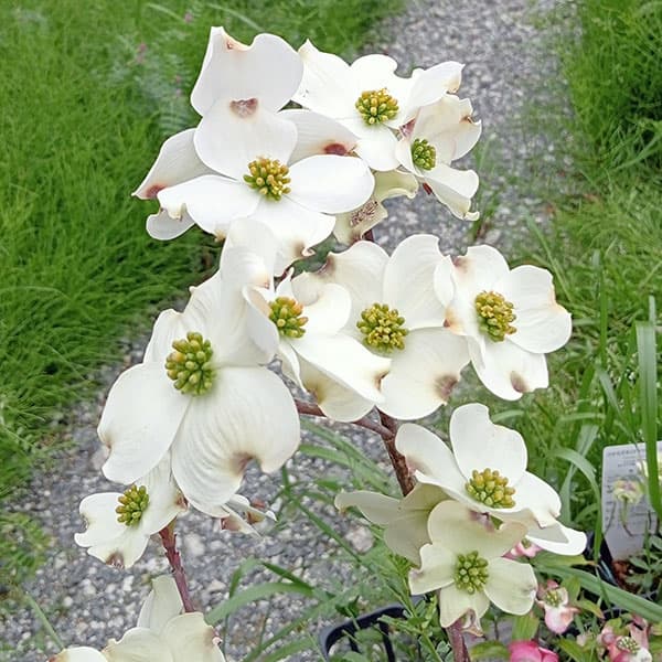 園芸ネット本店｜ハナミズキ：クラウドナイン5号ポット の通販【公式】