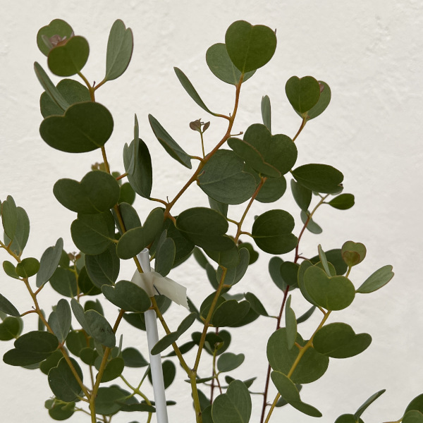 ユーカリ ウェブステリアナ（ハートリーフ） sealow様専用 アカシア