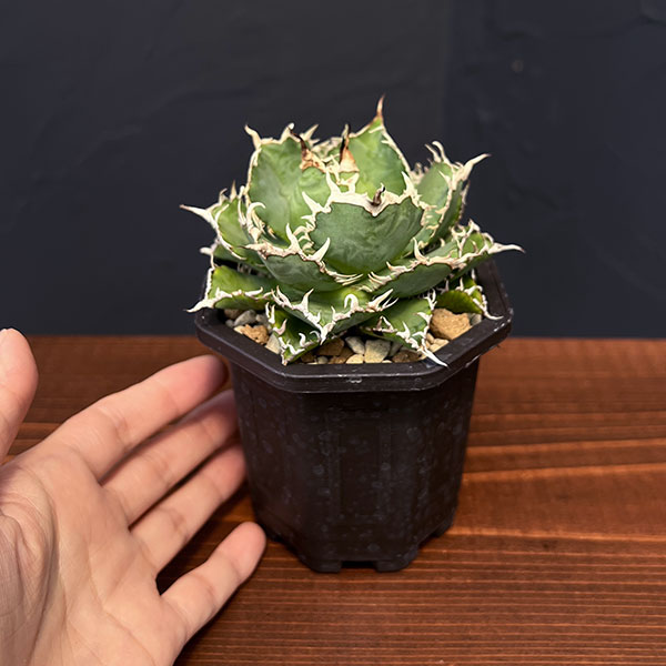 園芸ネット本店｜アガベ：チタノタ フィリグリー 3号鉢植え の通販【公式】