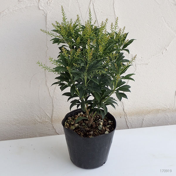 園芸ネット本店｜アセビ（馬酔木）：屋久島アセビ4.5号ポット の通販