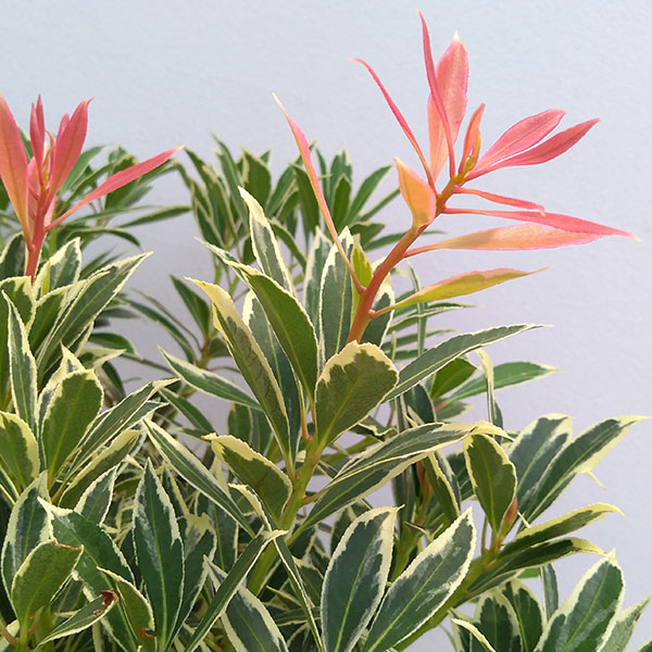 園芸ネット本店｜アセビ（馬酔木）：フレーミングシルバー4号ポット の