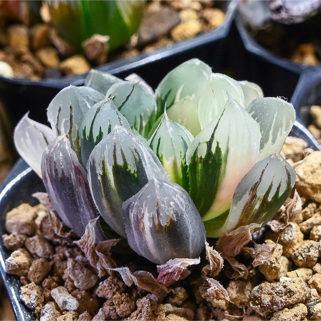 ハオルチア ラブハート錦 極上斑 ≧∇≦）多肉植物 ハオルチア