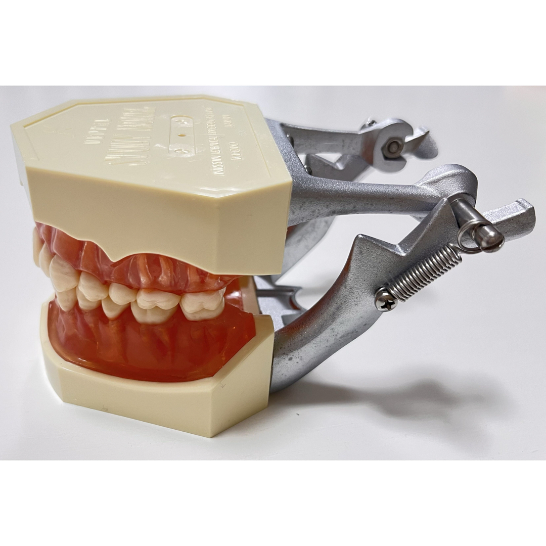 nissin ニッシン 歯 模型 デンタル 創業75周年記念特設サイト｜株式