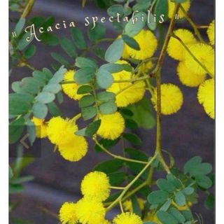 ドライフラワー スワッグ ガーランド❁1241ミモザ流木 花束 プレゼント