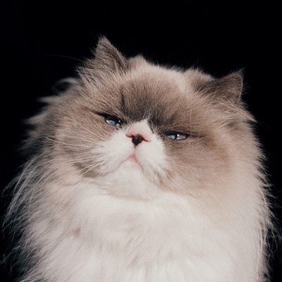 i*9様 カネコアヤノ 朝になって夢からさめて プロモCD-R i*9様