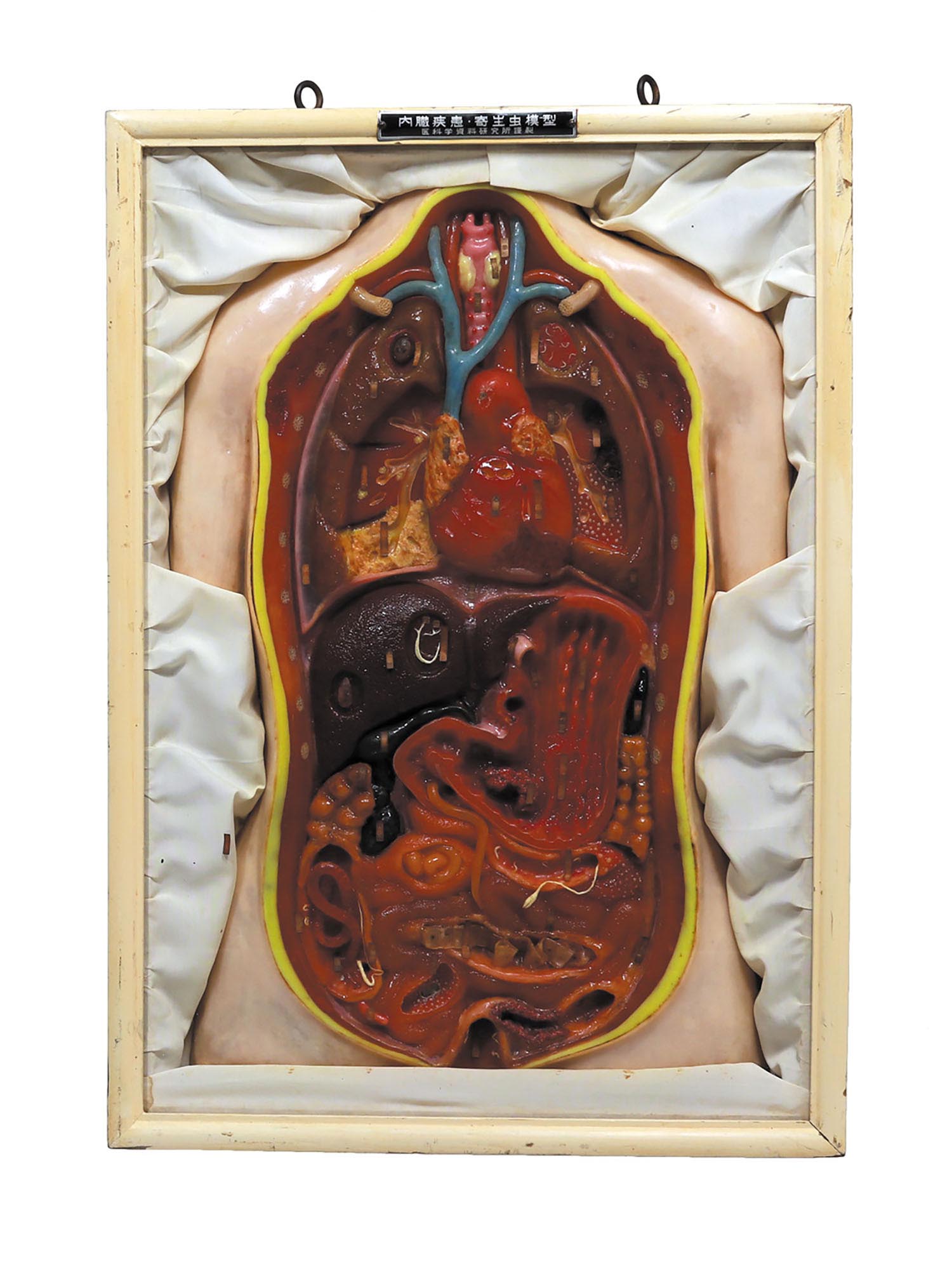 内臓疾患・寄生虫模型