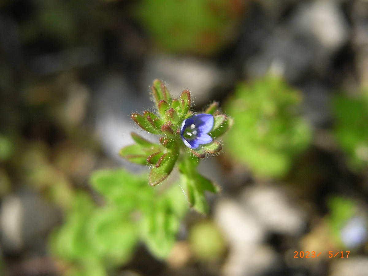 イヌノフグリ 3種類｜園芸日記byメギツネ｜みんなの趣味の園芸｜1081662