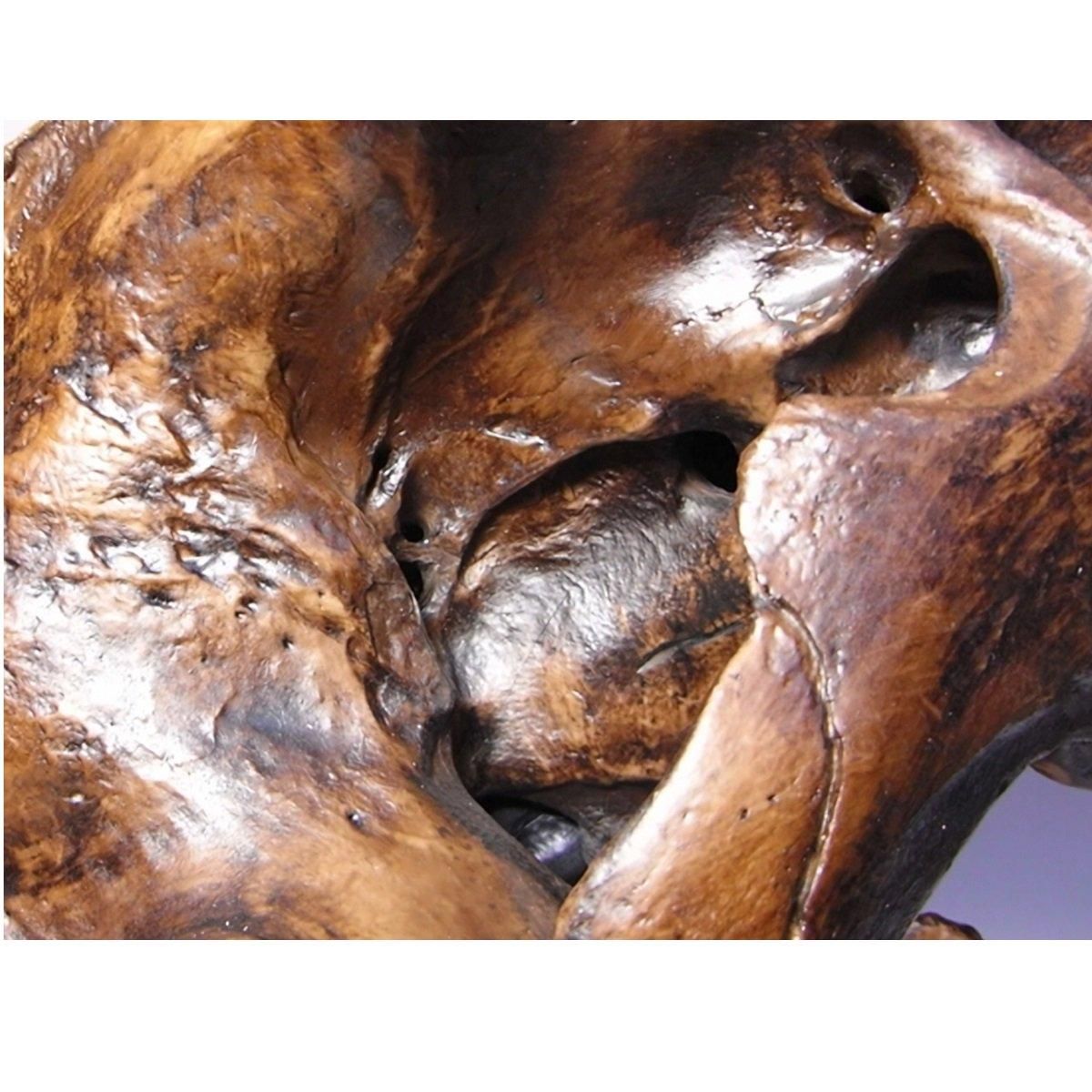 サーベルタイガーのレプリカ 【アンティークフィニッシュバージョン】