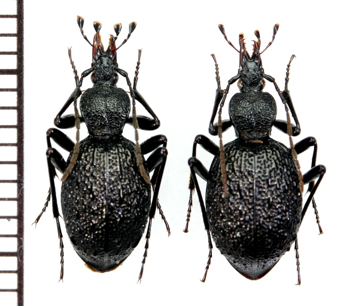 セダカオサムシ ペア 北海道天塩町 - Insect Islands 〜南の島の昆虫