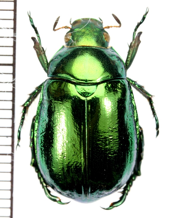 コガネムシ ♀ 宮崎県 - Insect Islands 〜南の島の昆虫標本屋さん〜