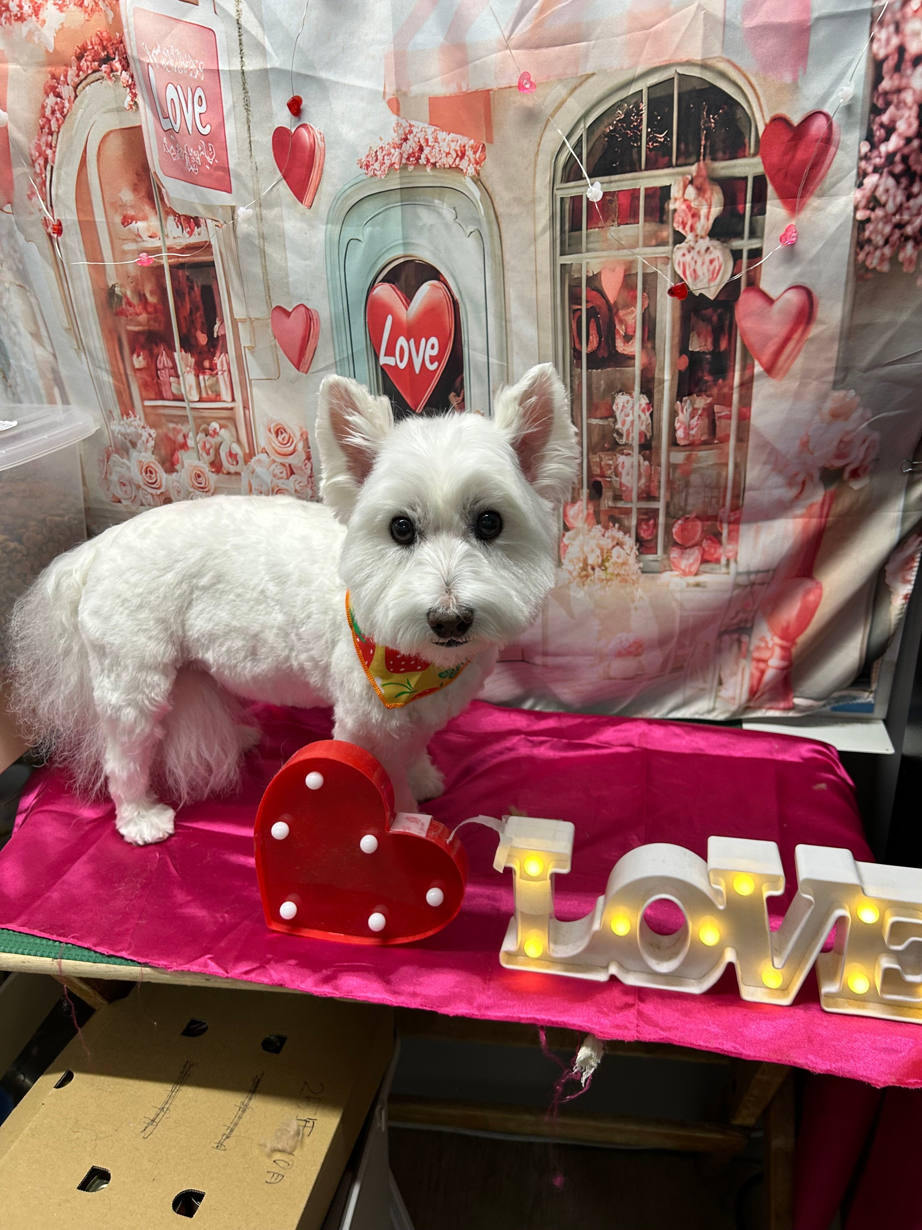 IMG-9106.jpg?v=1741239955&