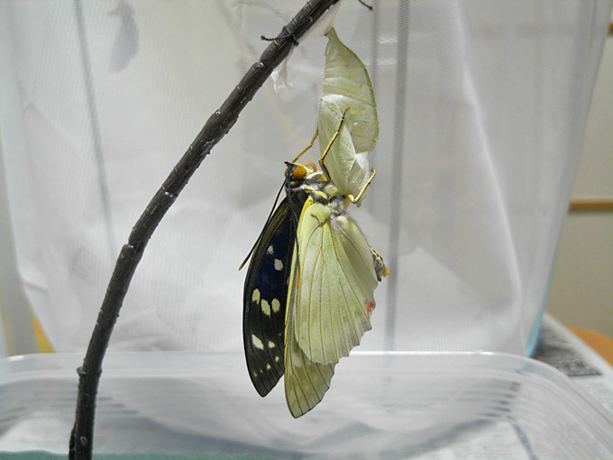 自然の中に オオムラサキ飼育記録